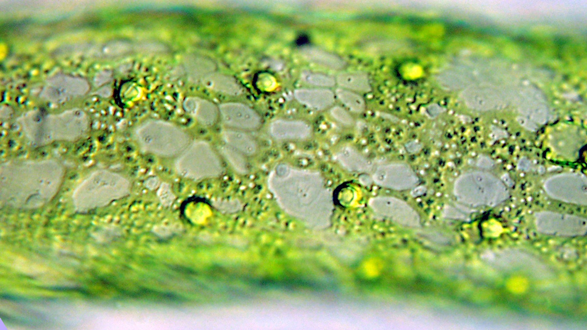 Chlorophyll from a Microscope