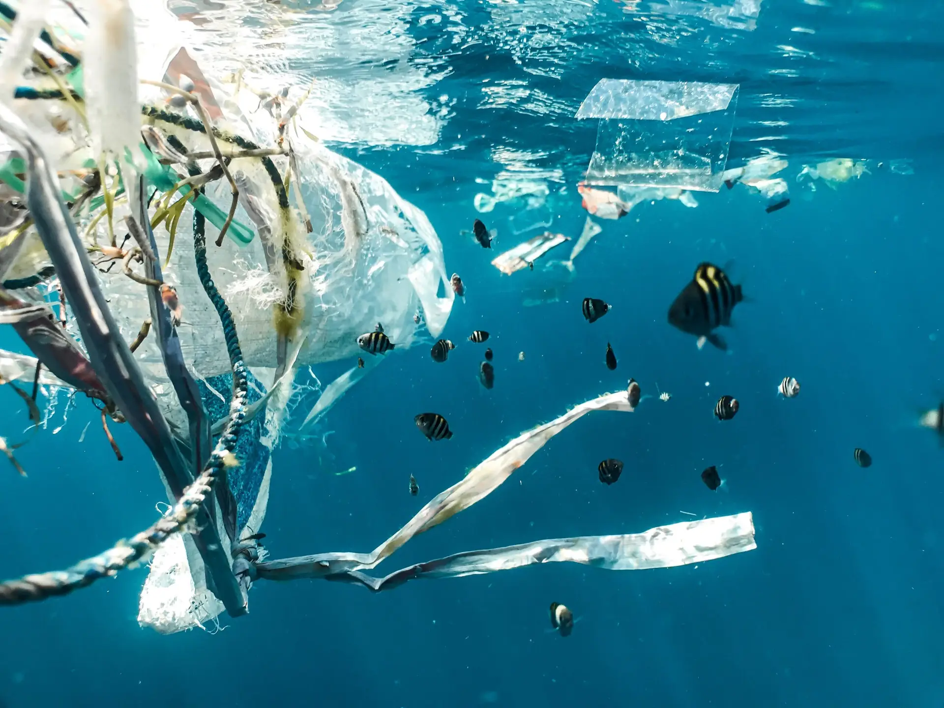 a detailed look at plastics ocean underwater